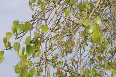 Ficus religiosa